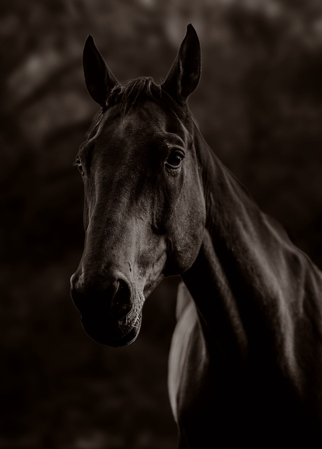 Portrait en noir et blanc d’un cheval de sang, regard calme, lumière naturelle