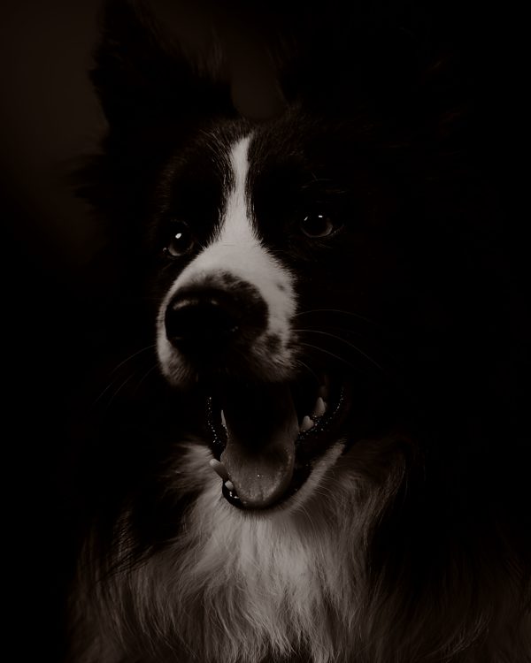 Portrait en noir et blanc d’un border collie attentif